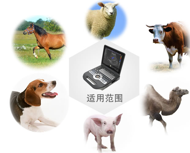 V-3800彩色多普勒动物超声诊断系统合用领域
